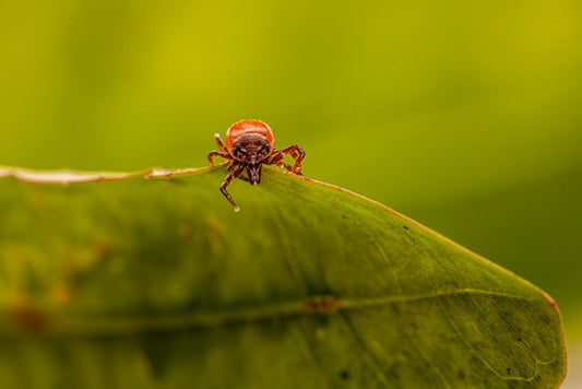 Natural Flea and Tick Prevention: What Works and What to Avoid