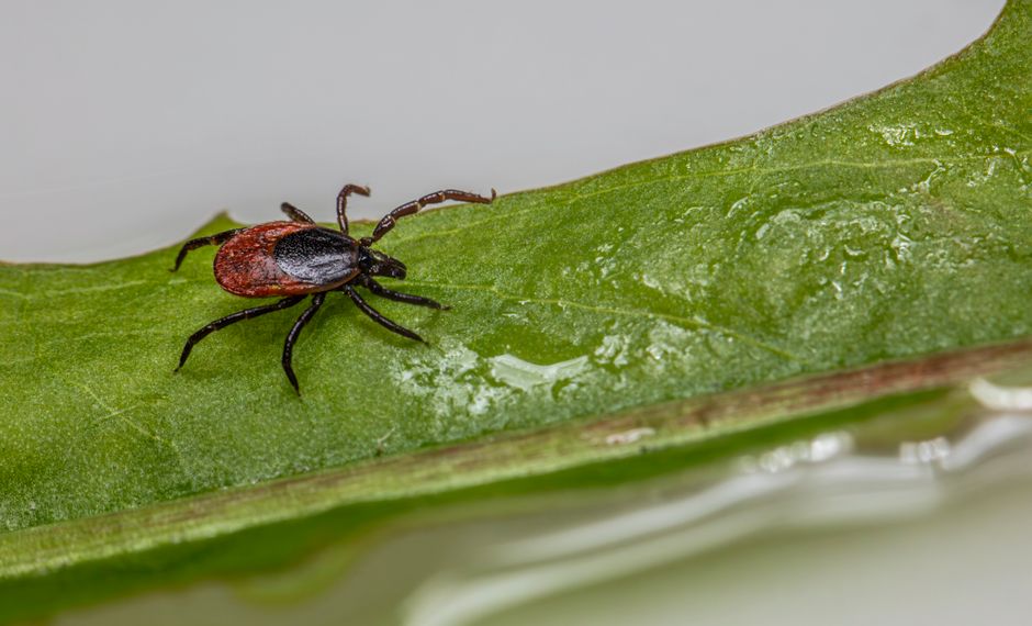 Why Clean Bedding Alone Won't Stop Fleas, Ticks, and Other External Parasites
