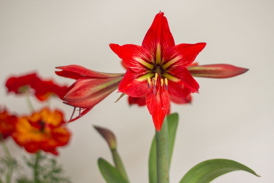 Flower Bulb Care Unlocked: A Complete Step-by-Step System for Vibrant Blooms