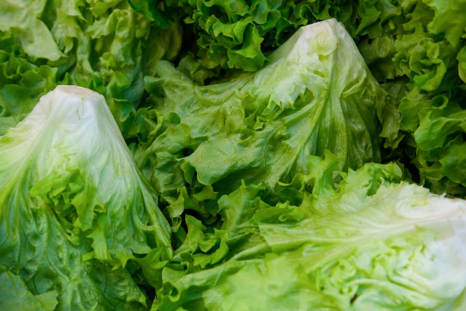 How to Keep Lettuce Crisp for Two Weeks: The Ultimate Guide to Storing Leafy Greens Without Soggy Leaves or Brown Edges