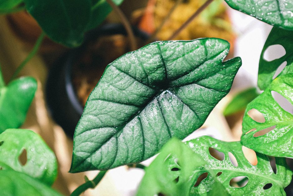 Watering Wisdom: Mastering Consistent Moisture for Healthy Plants