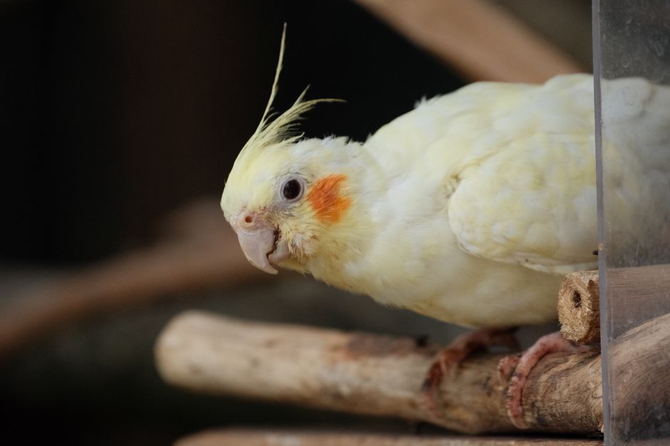 Beak and Nail Care for Companion Birds: Why Perches and Texture Matter More Than Trimming Schedules