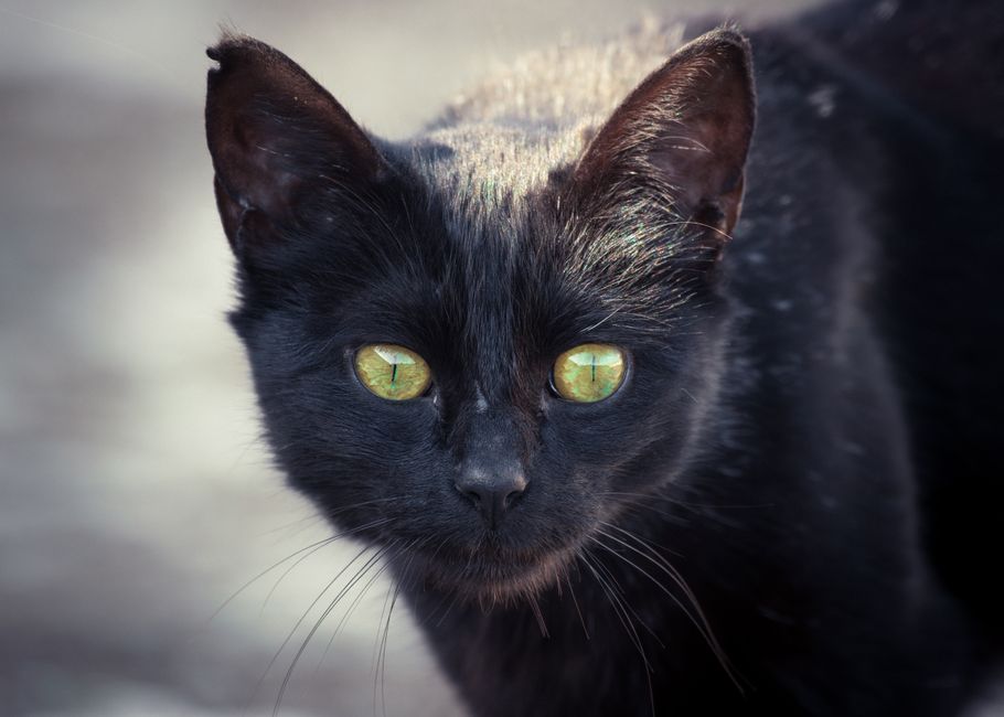 The Complete Guide to Skin and Coat Health for Anxious Pets: Calming the Outer Layer from Within