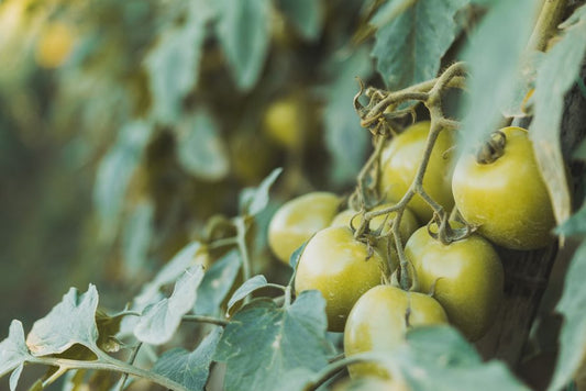 Why Your Tomatoes Are All Leaves and No Fruit