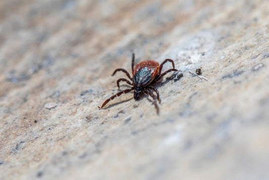 Do Parasites Change How You Should Feed? Why Diet Format Shifts Parasite Risk, Not Just Nutrition