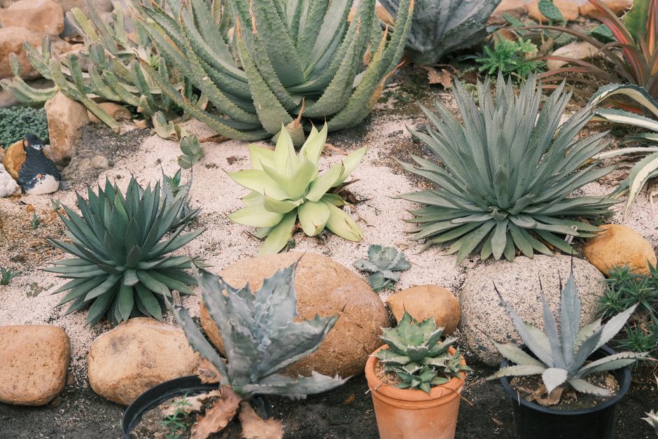 Drought-Tolerant Gardening on a Budget