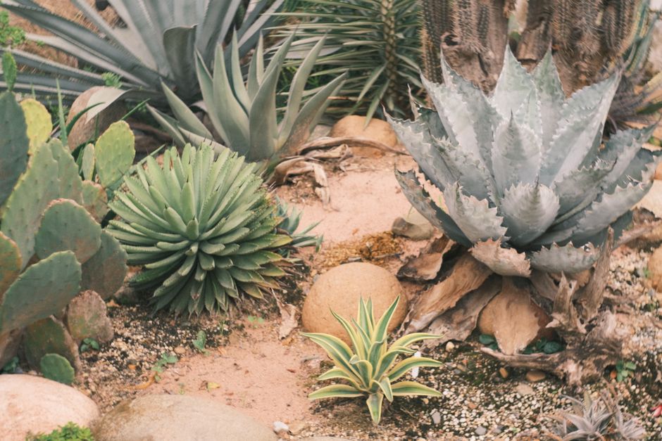 When to Repair, Replace, or Upgrade a Drought-Tolerant Garden