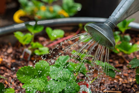 Why Wet Soil Can Still Cause Wilting: Reading Water Uptake Before You Water