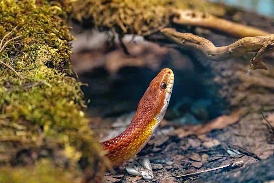 Essential Reptile Care Guide for Beginners: The Complete Setup and Maintenance System
