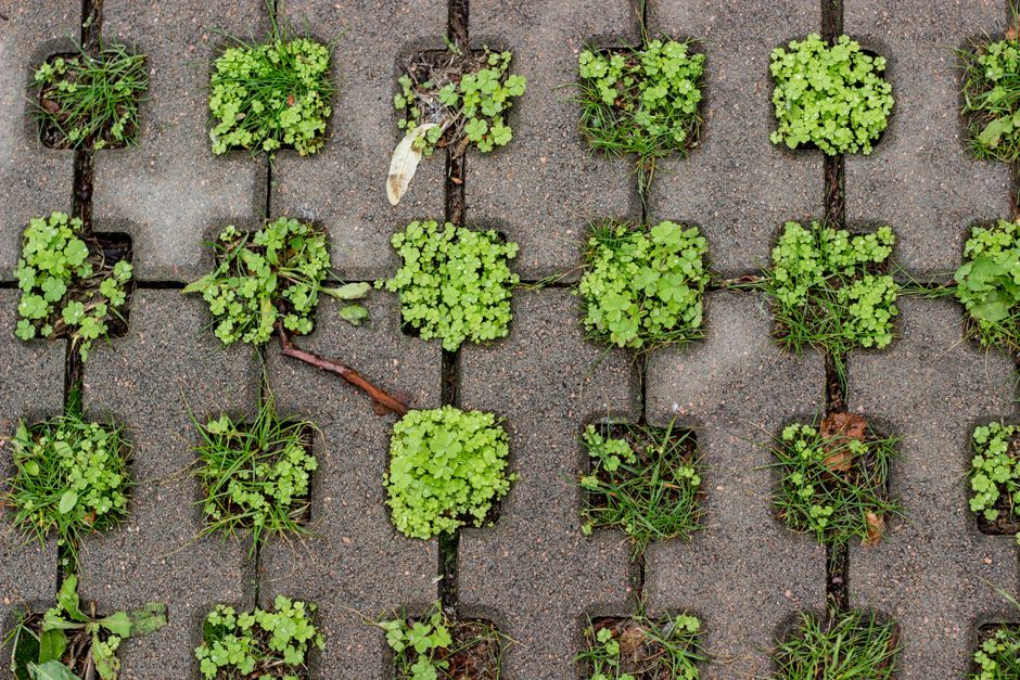 Should You Replace Your Lawn With Native Plants? A Realistic Look at the Environmental Trade-Offs