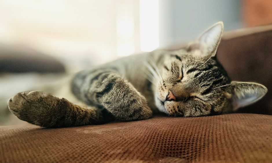 Why Rest Matters After a Minor Pet Injury