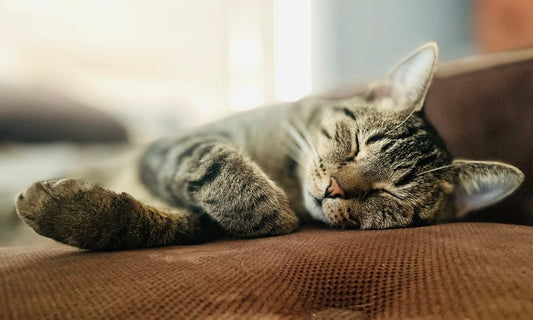 Why Rest Matters After a Minor Pet Injury