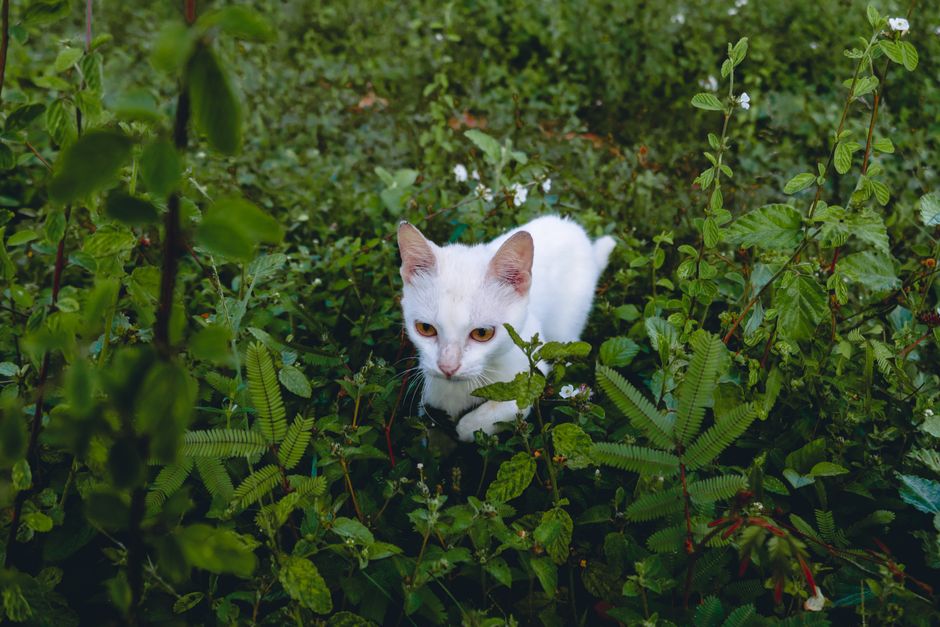Outdoor Adventures for Anxious Cats: A Stress-Free Guide to Safe Exploration