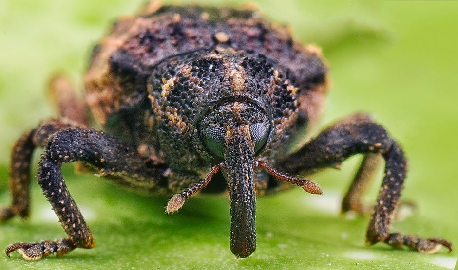 Before You Spray: Reading Cucumber Pest Damage as Evidence