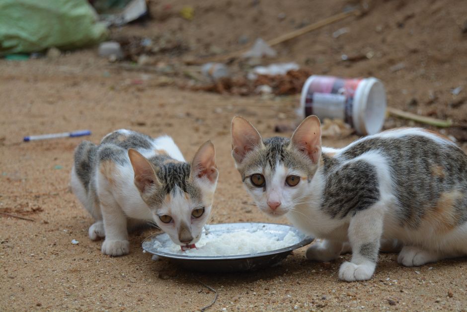 Food-Based Enrichment for Cats: Why Dirty Bowls Beat Spotless Ones
