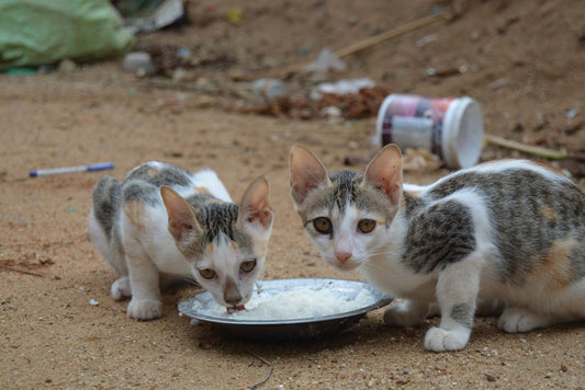 Food-Based Enrichment for Cats: Why Dirty Bowls Beat Spotless Ones