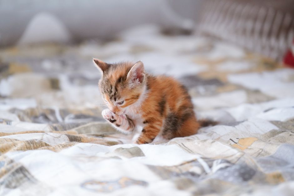 The Complete Guide to Grooming Your Cat in a Small Apartment