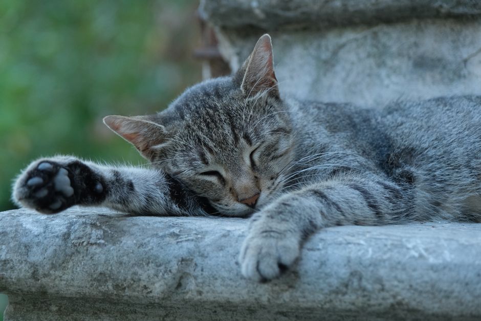 How to Stop Cat Fur from Sticking to Everything: A Step-by-Step Guide for Pet Owners