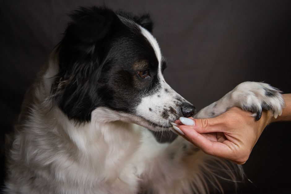 Why Reinforcement Explains Everyday Multi-Pet Behavior