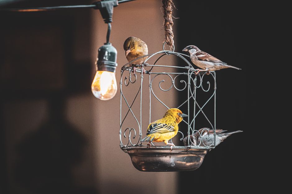 Why Hurrying a Bird Into a New Cage Makes Acclimation Harder