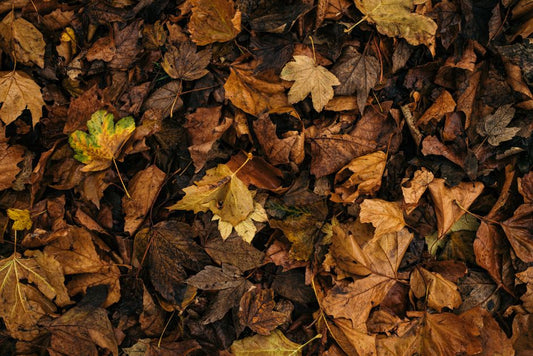 Seasonal Composting Guide: Balancing Greens and Browns Through the Year