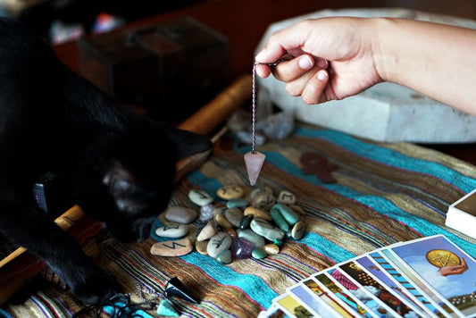 How to Introduce a New Cat to Your Resident Cat Without Stress