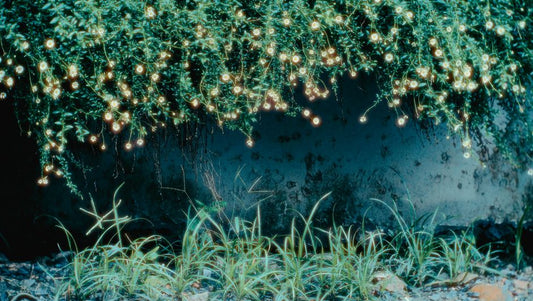 Why a Plant Wilts Under Bright Light: Intensity, Duration, and the Root-Zone Balance