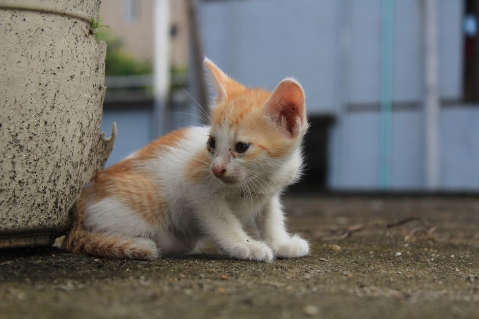 Why a Single Kitten Signal Should Never Be Read Alone