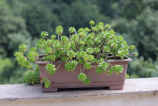 Growing a Balcony Garden with Kids: Simple Steps That Actually Work