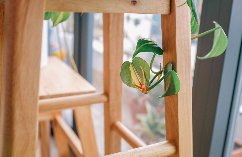 Understanding Plant Dormancy: What Happens Inside When Growth Pauses