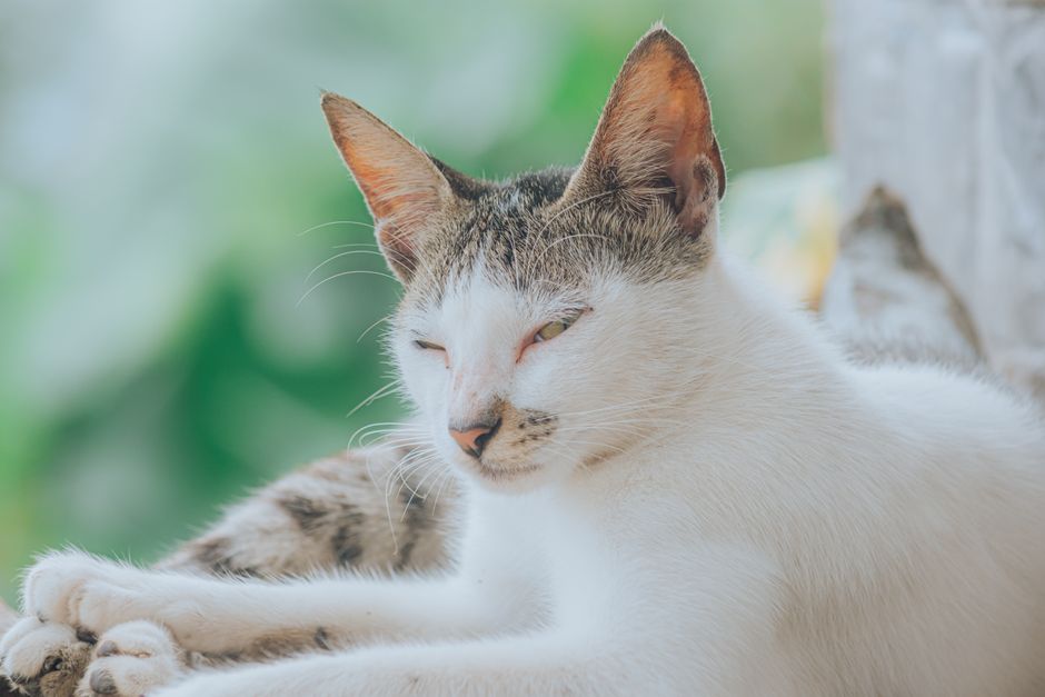 Vet-Approved Tips for Preventing Ear and Eye Infections in Dogs and Cats