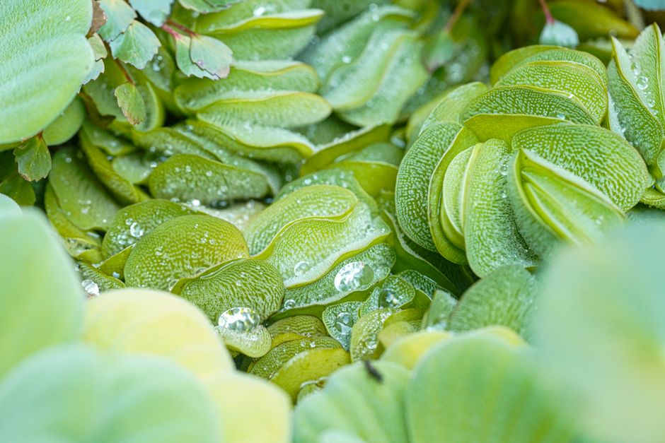 Intercropping Water Demand: Why One Schedule Cannot Serve a Mixed Planting