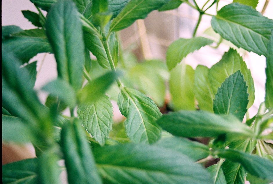 Pruning Responses: How Cuts and Plant Nutrition Interact Before Fertilizer Is Applied