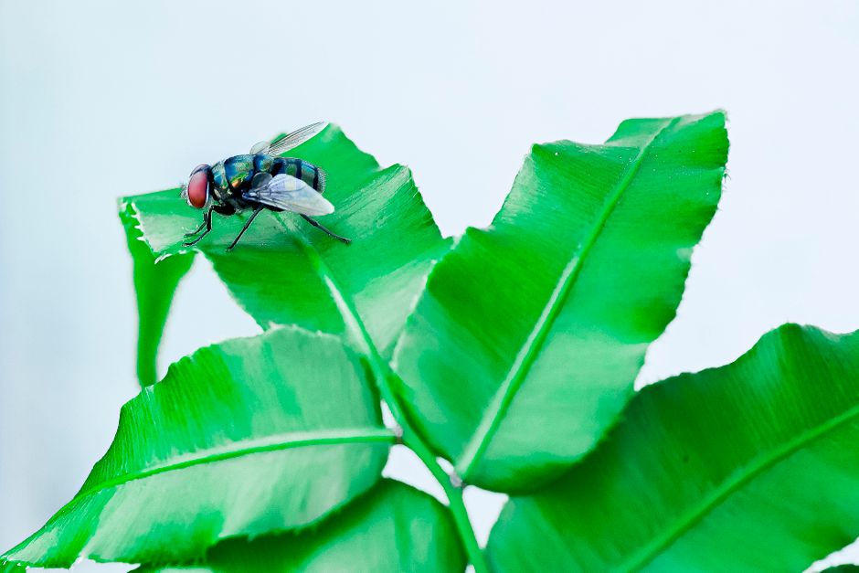 How to Treat Common Indoor Plant Pests Without Harsh Chemicals