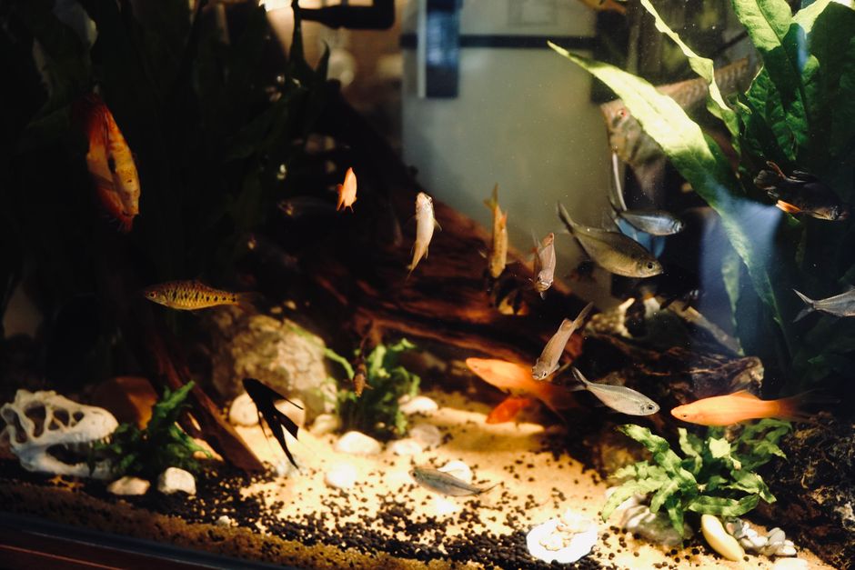 Starting Fresh: A First-Time Owner's Guide to Aquarium Setup and Maintenance