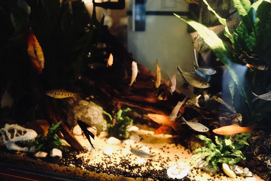 Starting Fresh: A First-Time Owner's Guide to Aquarium Setup and Maintenance