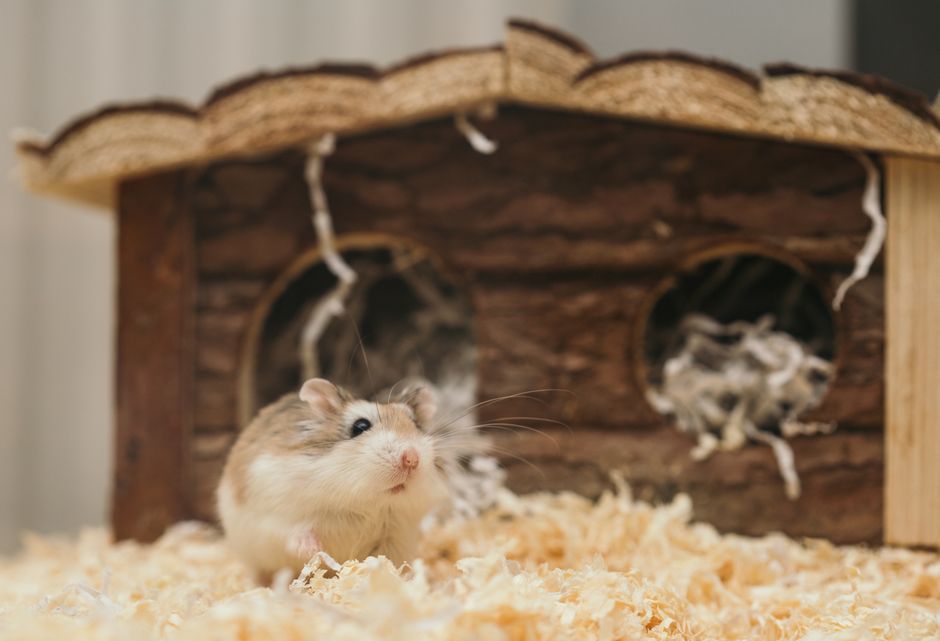 How to Train a Hamster to Use a Litter Box for a Cleaner Cage