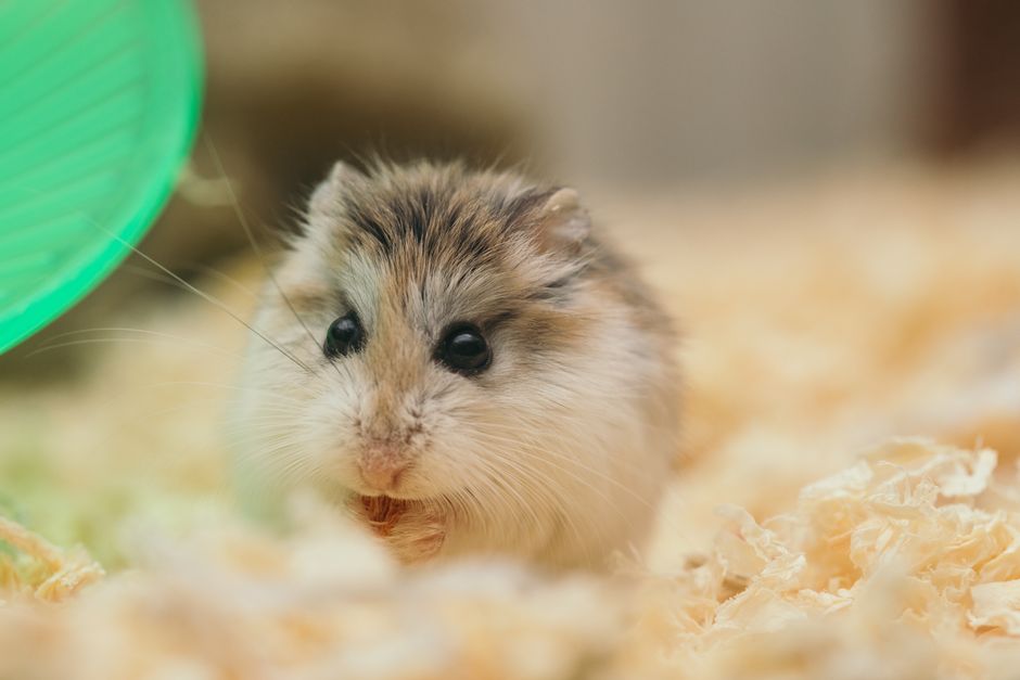 Why Is My Hamster Not Running on Its Wheel and What to Do About It