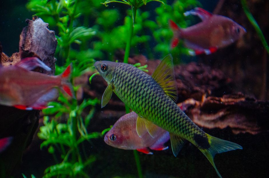 How to Reduce Aquarium Algae Without Harming Fish