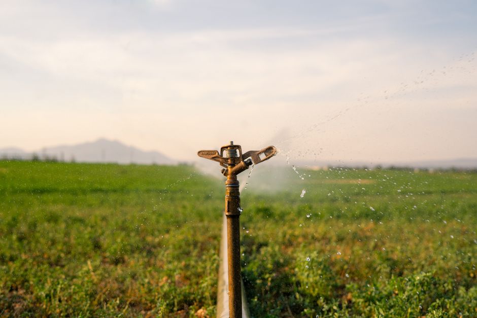 Why Drip Irrigation Can Still Leave Plants Wilting: A Photosynthesis Problem