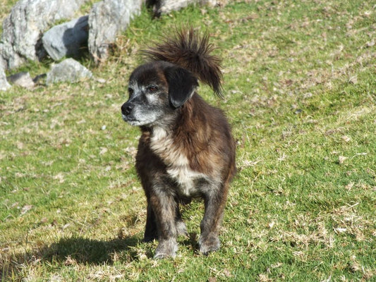 The Curved Spine and the Wagging Tail: Reading a Dog's Body Language for Signs of Mobility Trouble