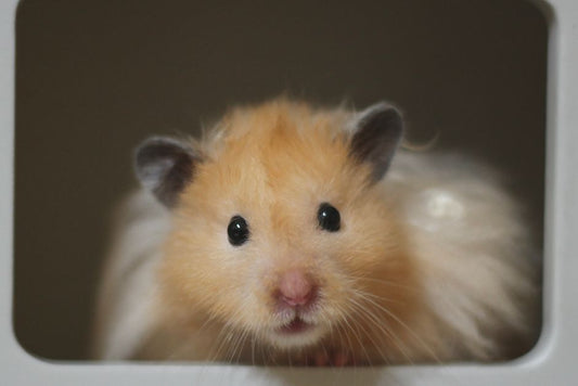 Why Is My Hamster Losing Hair and What Can I Do About It