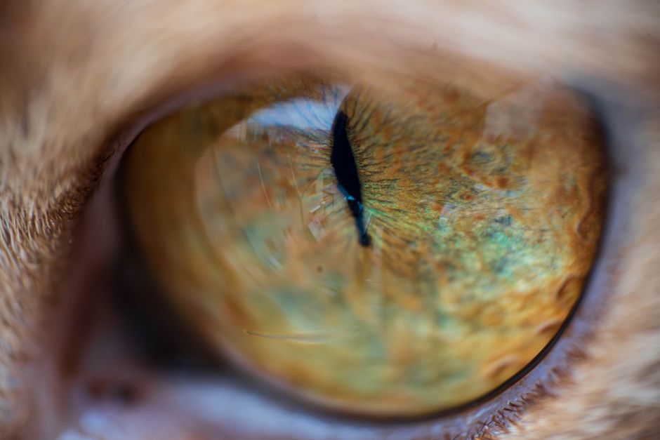 What Pet Eye Discharge Means: Observing Before and After for Better Veterinary Decisions