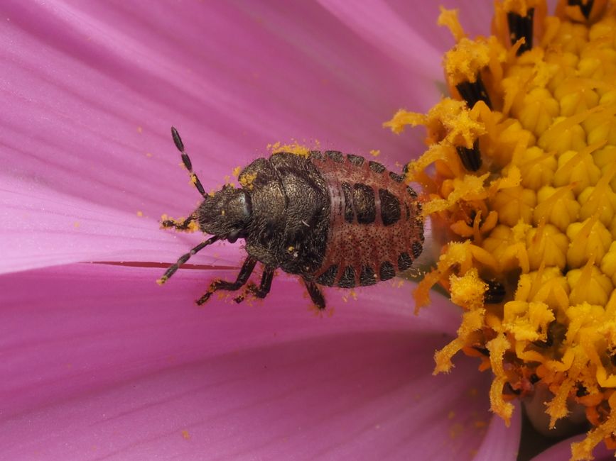 Why Flowers Fail to Become Fruit: Pollination, Fertilization, and the Limits of Pest Control