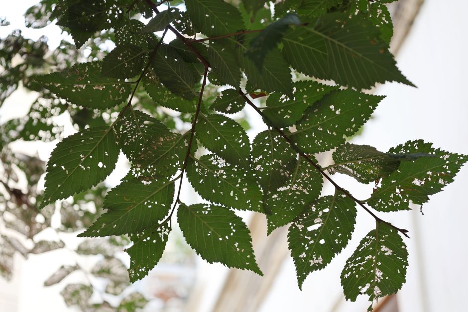 The Busy Gardener's Guide to Diagnosing and Treating Plant Diseases Without the Overwhelm
