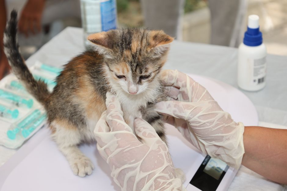 The Chemical-Free Guide to Pre-Vaccination Health Checks for Pets