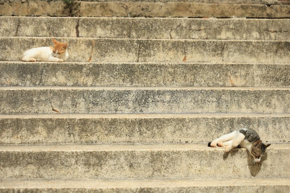 How to Safely Introduce a Kitten to a Senior Cat Without Stress: A Step-by-Step Guide