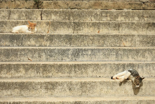 How to Safely Introduce a Kitten to a Senior Cat Without Stress: A Step-by-Step Guide