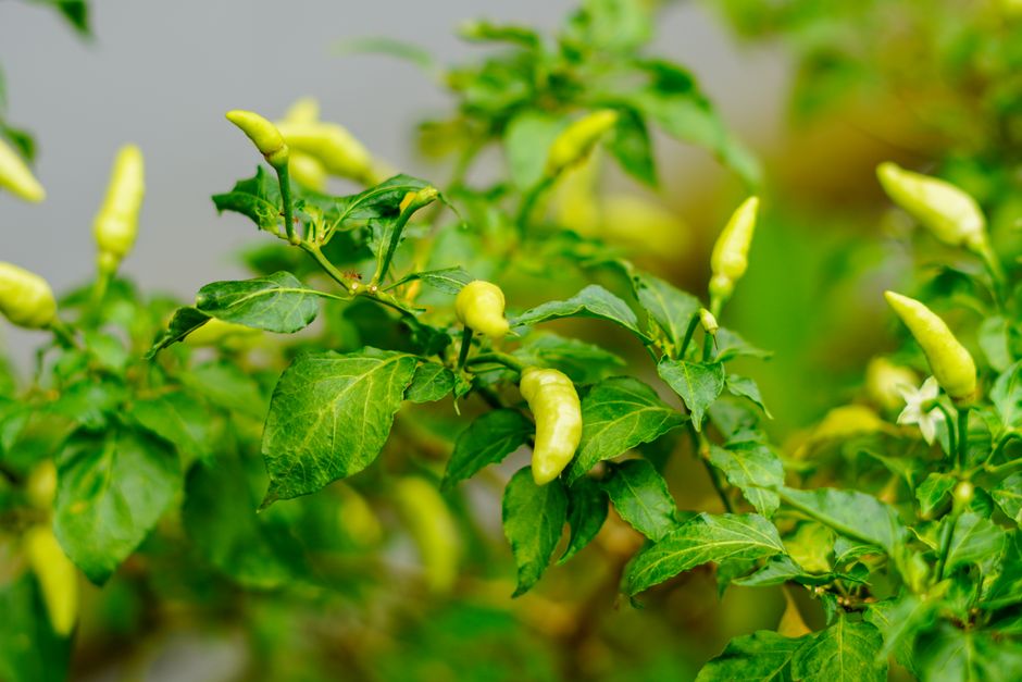 10 Pepper Growing Mistakes That Sabotage Your Harvest and How to Avoid Them
