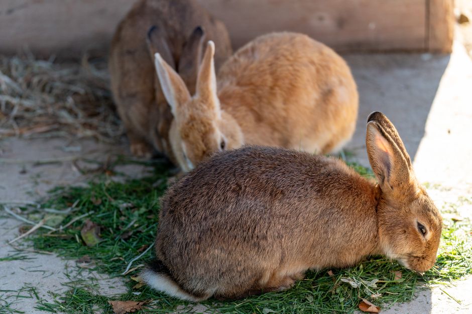 When a Rabbit Stops Eating Hay: Reading the Change Before It Becomes an Emergency